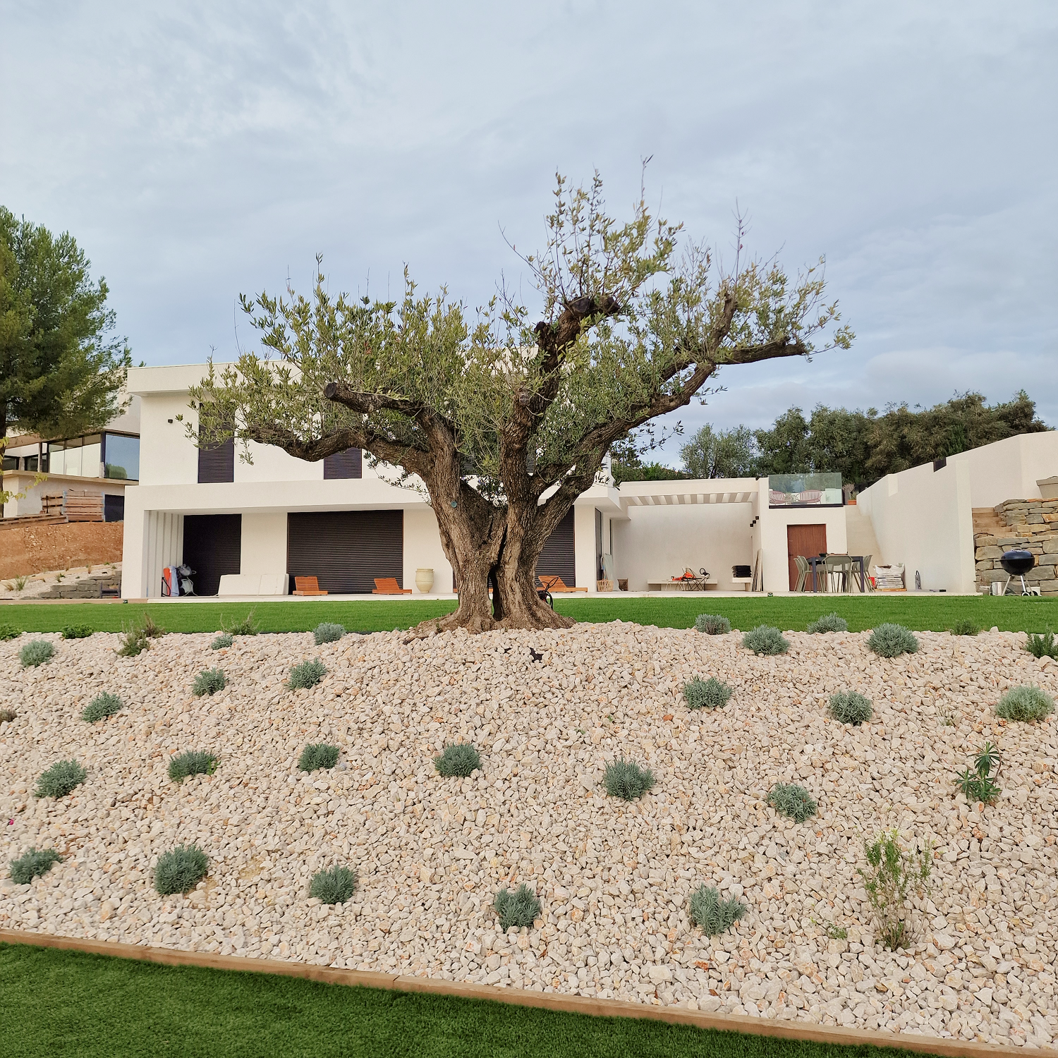 Où installer un olivier dans votre jardin ? Exposition, sol et espace