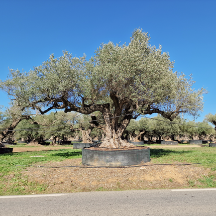 Collection image for: Oliviers centenaire et exemplaire