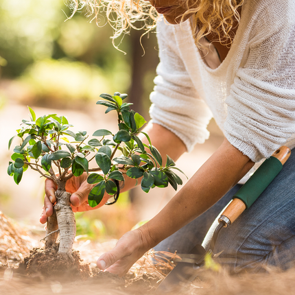 Collection image for: Jardinage