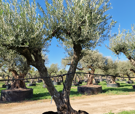 Olivier 50 ans (Olea europaea) – Arbre d’exception pour votre jardin