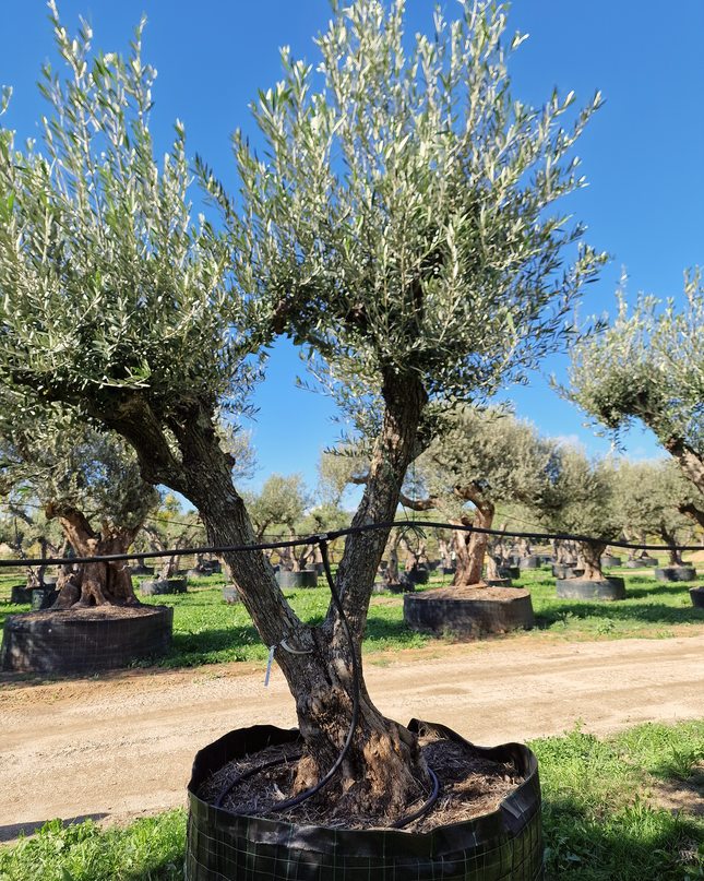 Olivier 50 ans (Olea europaea) – Arbre d’exception pour votre jardin