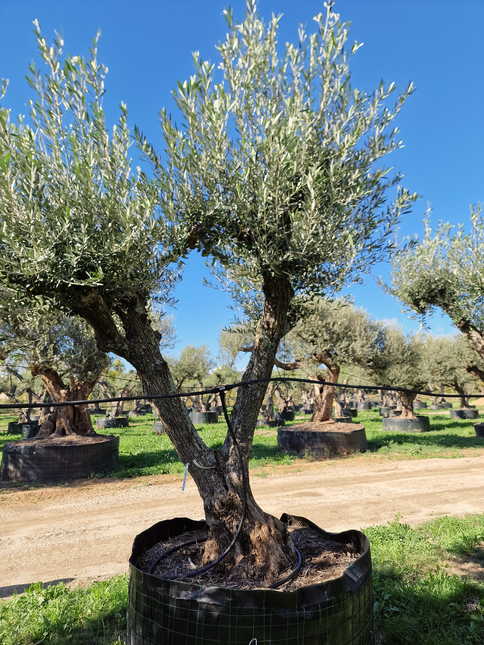 Olivier 50 ans (Olea europaea) – Arbre d’exception pour votre jardin