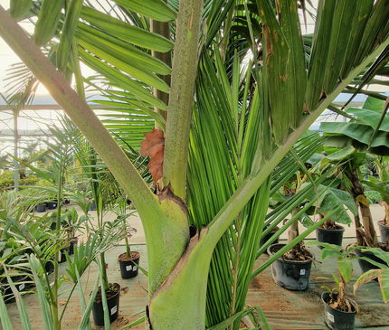 Archontophoenix alexandrae – Double tronc – 3 mètres