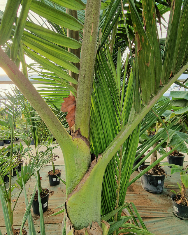 Archontophoenix alexandrae – Double tronc – 3 mètres