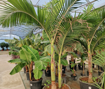 Archontophoenix alexandrae – Double tronc – 3 mètres