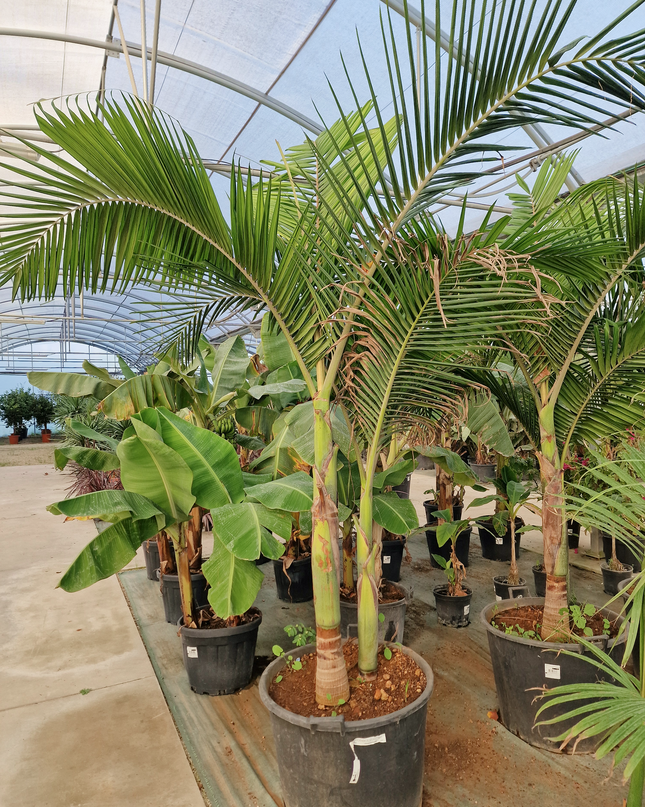 Archontophoenix alexandrae – Double tronc – 3 mètres