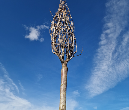 Cerisier du Japon - Prunus serrulata  18/20 cm – 3 mètres de hauteur - Arbre d’ornement à floraison spectaculaire