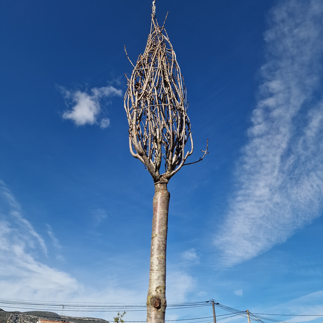 Cerisier du Japon - Prunus serrulata  18/20 cm – 3 mètres de hauteur - Arbre d’ornement à floraison spectaculaire