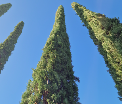 Cyprès de Provence / Cyprès de Florence – 5 à 5,5 mètre