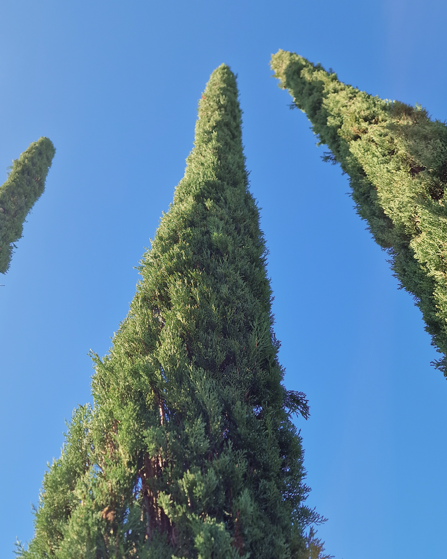 Cyprès de Provence / Cyprès de Florence – 5 à 5,5 mètre