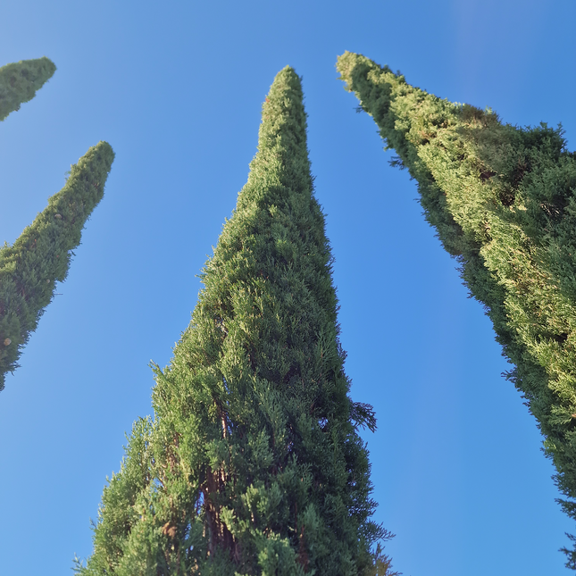Cyprès de Provence / Cyprès de Florence – 5 à 5,5 mètre