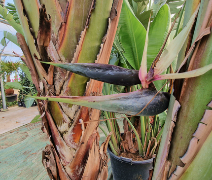 Strelitzia augusta – Hauteur 2 à 3 mètres