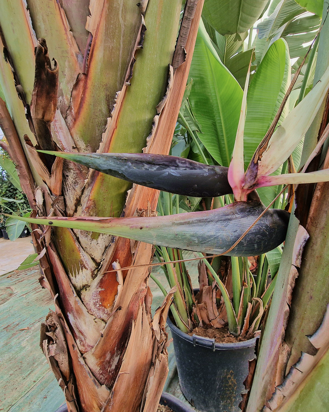 Strelitzia augusta – Hauteur 2 à 3 mètres