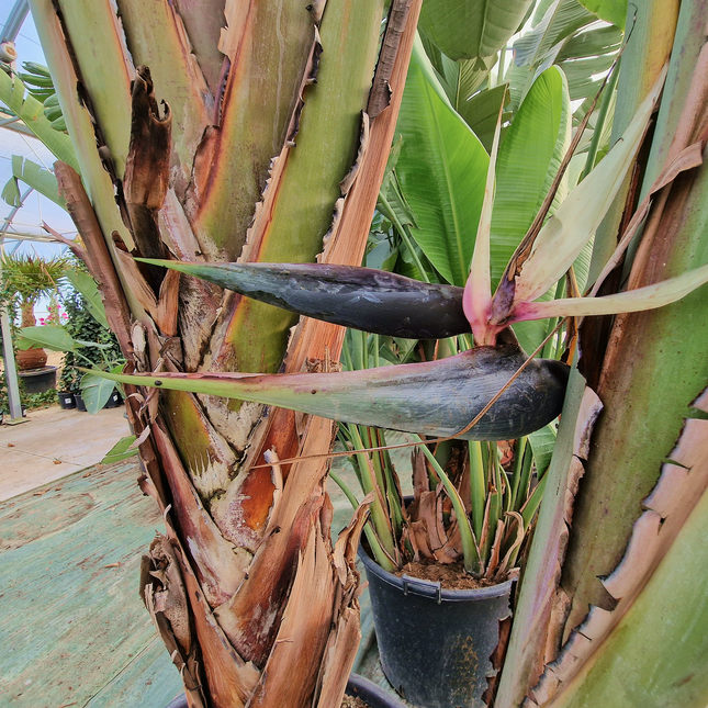 Strelitzia augusta – Hauteur 2 à 3 mètres