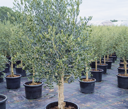 Olivier 16/18 cm - (Olea Europaea) - 180 cm - 40L