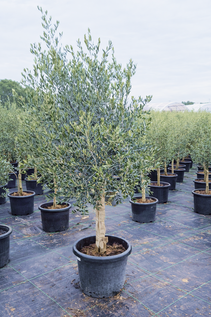 Olivier 16/18 cm - (Olea Europaea) - 180 cm - 40L