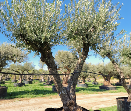 Olivier 50 ans (Olea europaea) – Arbre d’exception pour votre jardin