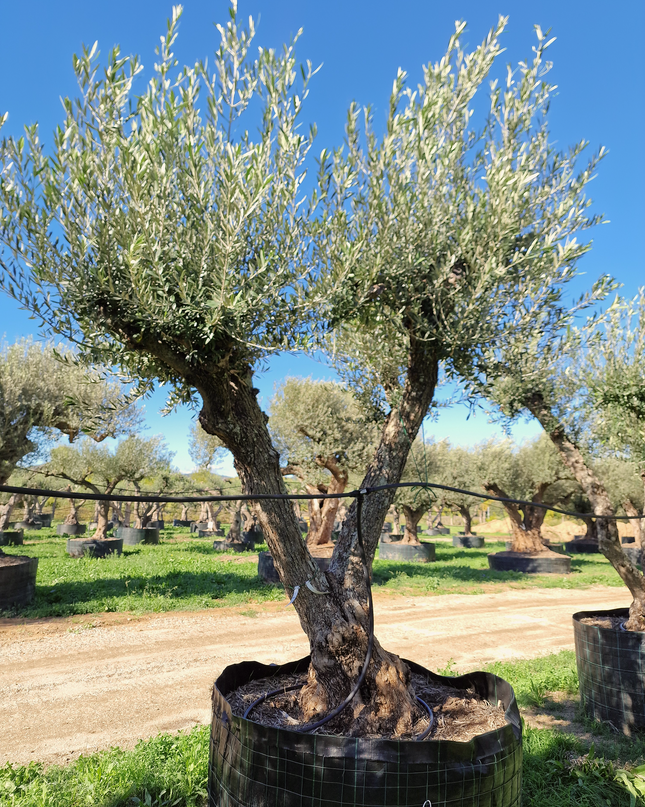 Olivier 50 ans (Olea europaea) – Arbre d’exception pour votre jardin