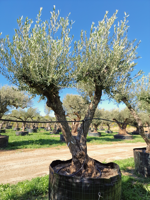 Olivier 50 ans (Olea europaea) – Arbre d’exception pour votre jardin