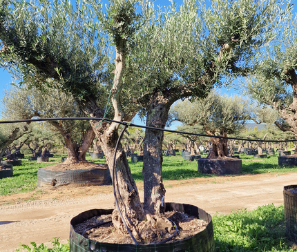 Olivier 50 ans (Olea europaea) – Arbre d’exception pour votre jardin
