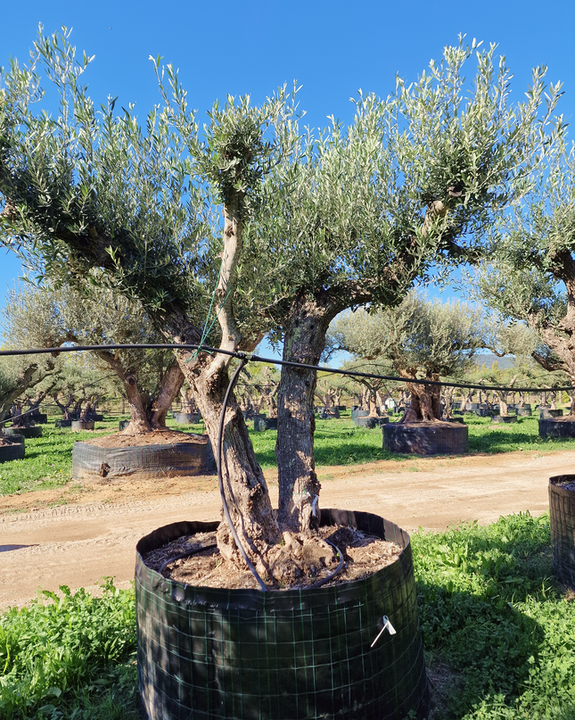 Olivier 50 ans (Olea europaea) – Arbre d’exception pour votre jardin