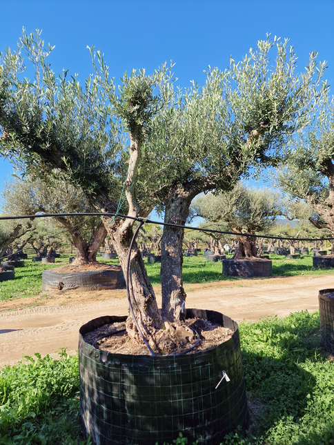 Olivier 50 ans (Olea europaea) – Arbre d’exception pour votre jardin