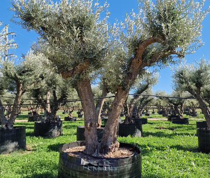 Olivier 50 ans (Olea europaea) – Arbre d’exception pour votre jardin