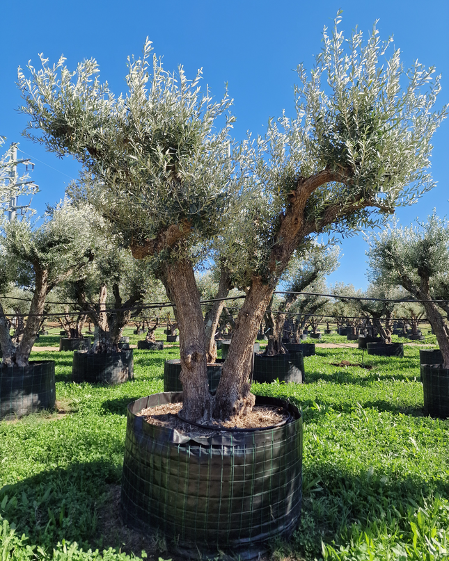 Olivier 50 ans (Olea europaea) – Arbre d’exception pour votre jardin