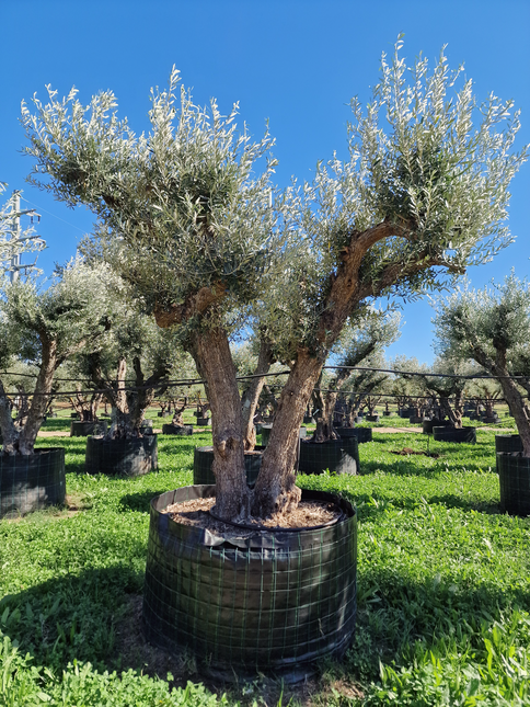 Olivier 50 ans (Olea europaea) – Arbre d’exception pour votre jardin