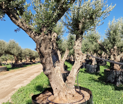 Olivier 50 ans (Olea europaea) – Arbre d’exception pour votre jardin