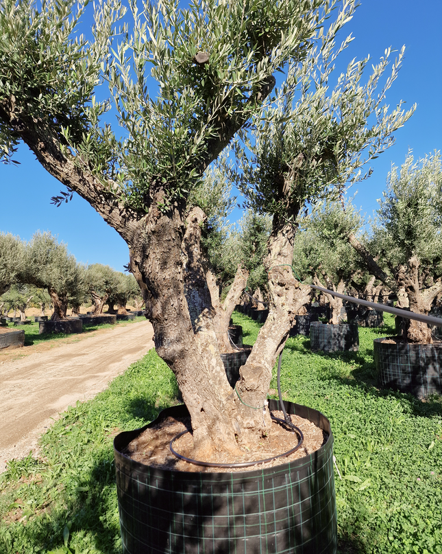 Olivier 50 ans (Olea europaea) – Arbre d’exception pour votre jardin