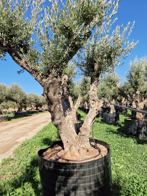 Olivier 50 ans (Olea europaea) – Arbre d’exception pour votre jardin