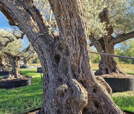 Olivier centenaire (Olea europaea) – Arbre d’ornement d’exception