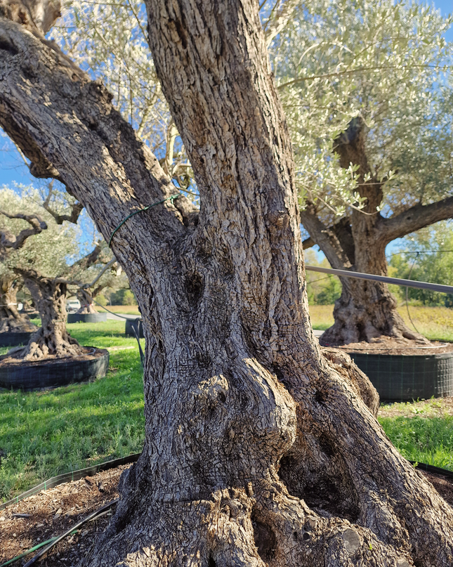 Olivier centenaire (Olea europaea) – Arbre d’ornement d’exception