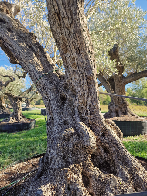 Olivier centenaire (Olea europaea) – Arbre d’ornement d’exception
