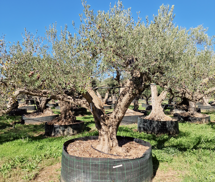 Olivier centenaire (Olea europaea) – 2 mètres