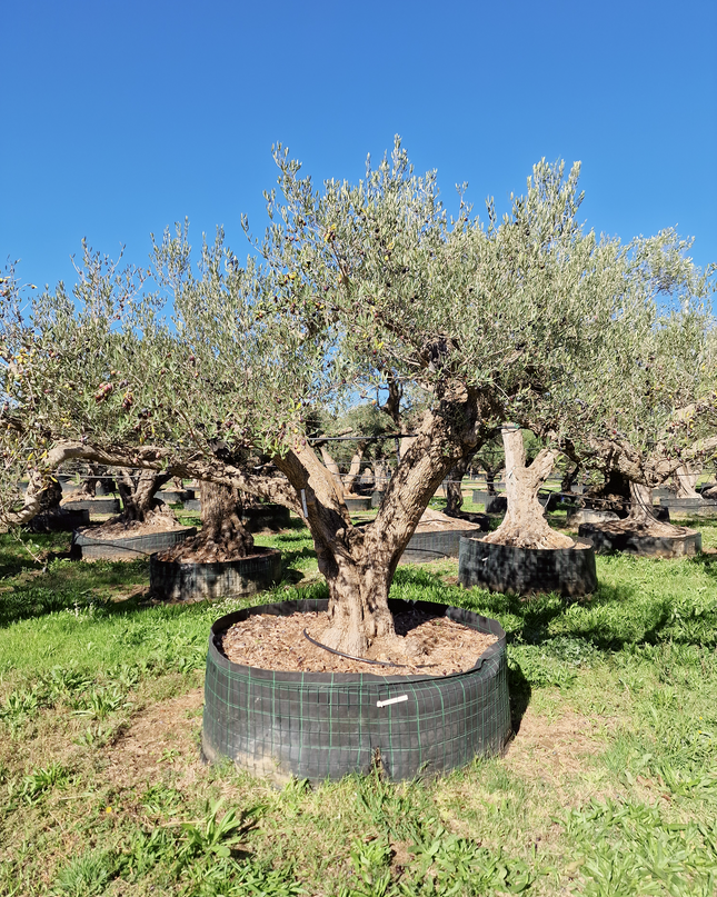Olivier centenaire (Olea europaea) – 2 mètres