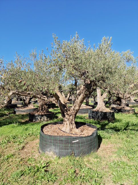 Olivier centenaire (Olea europaea) – 2 mètres