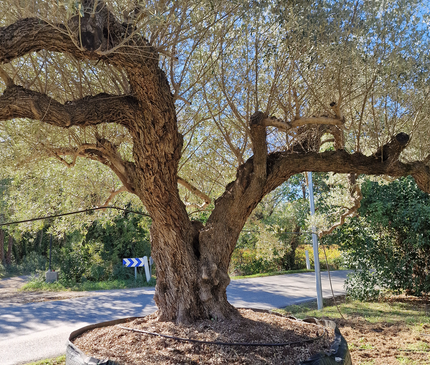 Olivier centenaire (Olea europaea) 4 mètres – Arbre d'exception