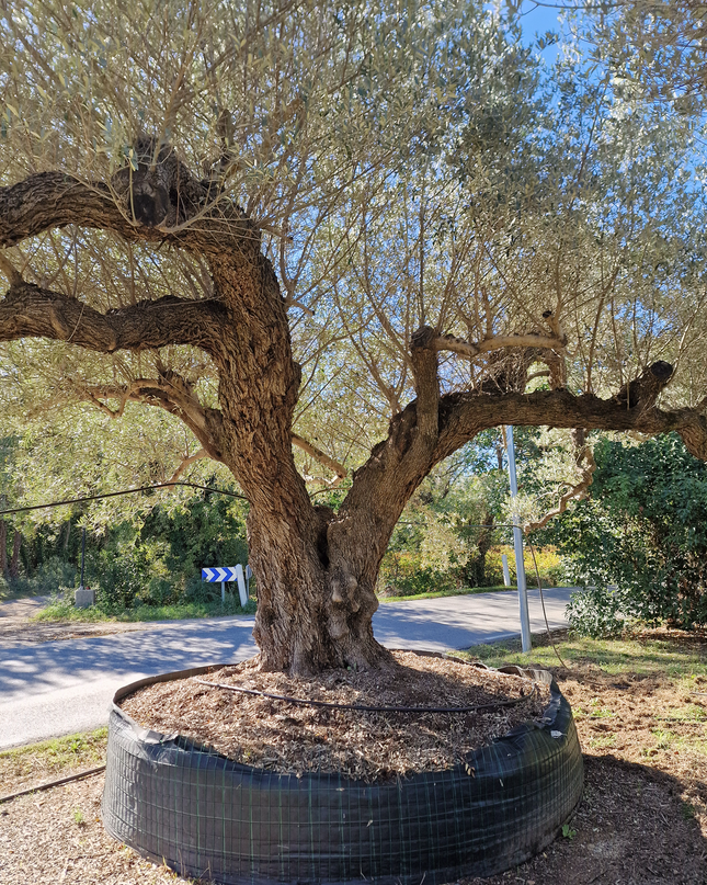 Olivier centenaire (Olea europaea) 4 mètres – Arbre d'exception