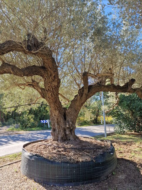 Olivier centenaire (Olea europaea) 4 mètres – Arbre d'exception