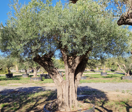 Olivier centenaire (Olea europaea) 2 mètres – Arbre d’ornement