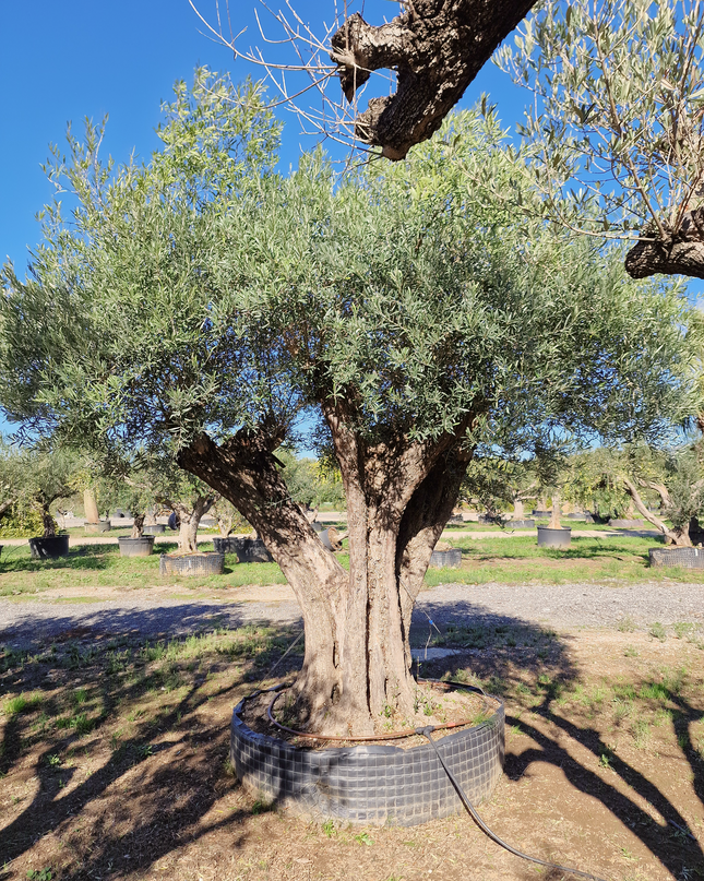 Olivier centenaire (Olea europaea) 2 mètres – Arbre d’ornement