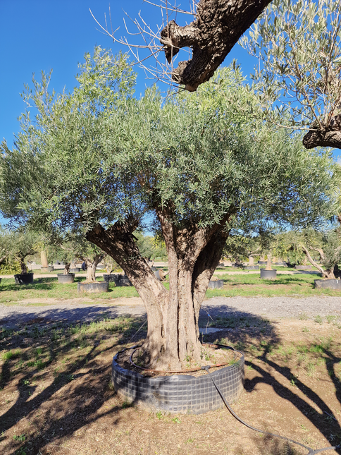 Olivier centenaire (Olea europaea) 2 mètres – Arbre d’ornement