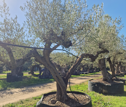 Olivier centenaire (Olea europaea) – 2 mètres