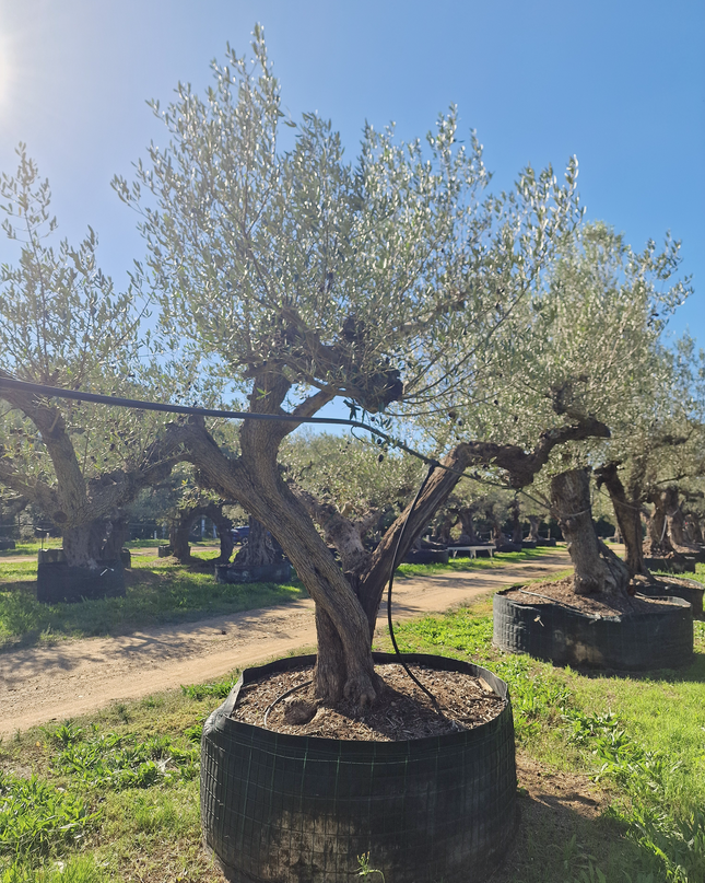 Olivier centenaire (Olea europaea) – 2 mètres