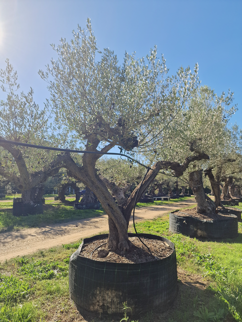 Olivier centenaire (Olea europaea) – 2 mètres