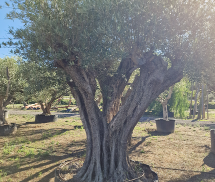 Olivier centenaire (Olea europaea) 2 mètres – Arbre d’ornement