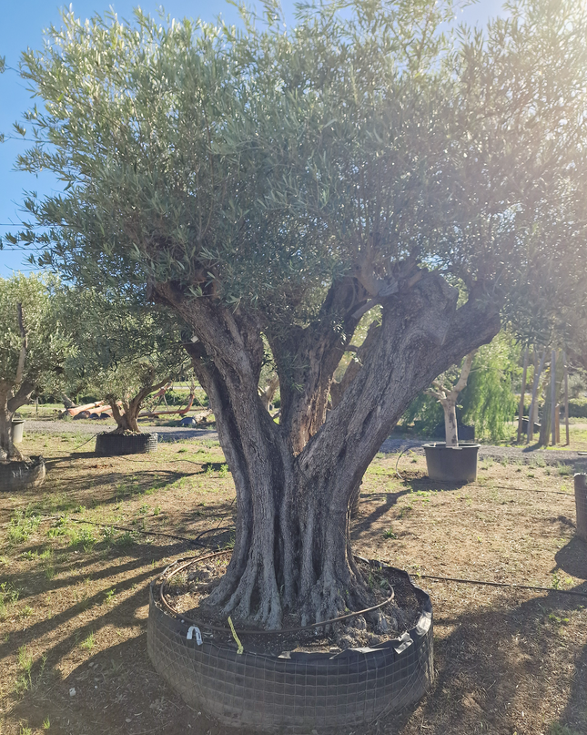 Olivier centenaire (Olea europaea) 2 mètres – Arbre d’ornement