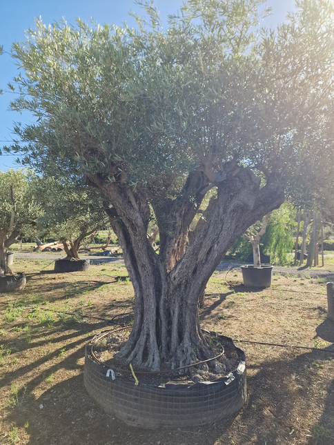 Olivier centenaire (Olea europaea) 2 mètres – Arbre d’ornement